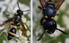 Discoelius dufourii